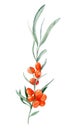 Sea buckthorn watercolor branch, berries and leaves, sea buckthorn isolated on white background