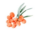 Sea buckthorn watercolor branch, berries and leaves, sea buckthorn isolated on white background