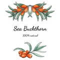 Sea buckthorn watercolor frame. isolated on white background. Template for natural cosmetic, cream, jam, juice, oil, herbal tea.