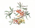 Sea-buckthorn watercolor painting