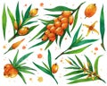 Sea buckthorn watercolor set. Hand-drawn illustration isolated on white background. Garden fruit tree - branches, ripe berries Royalty Free Stock Photo