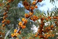 Sea buckthorn