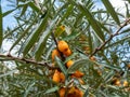 Sea buckthorns, sandthorn or seaberry (hippophae) producing yellow berries on tree branches in autumn