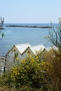 Sea cabins and flowering broom plants