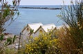 Sea cabins and flowering broom plants