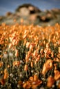 California Poppy Field with Blurred Background