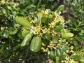 Sea camphor is an evergreen tree native to southeastern and southern China