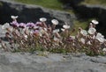 Sea Campion