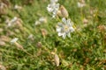 Sea Campion Flower Amidst Green Leaves