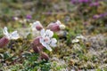 Sea campion (Silene uniflora) plant in cold Icelandic landscape