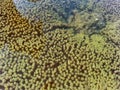 Sea carpet anemone