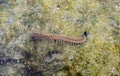 A Sea Centipede - Bristle Worm - Polychaete - Crawling over Coral Stone in Intertidal Zone - Marine Life Royalty Free Stock Photo