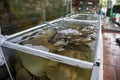 Sea clam in shell, horseshoe crab