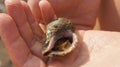 Sea clam trumpeter on palm, shell in hand Royalty Free Stock Photo