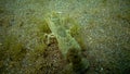 Sea cliff Upogebia pusilla - a species of crustaceans of the superfamily kalianasov