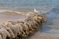 Sea coast bird on ears of anti-erosion rocks Royalty Free Stock Photo