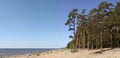 Sea coast with pines and the blue sky Royalty Free Stock Photo