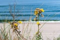 The sea coast sandy beach of the Baltic sea, yellow flowers on the beach Royalty Free Stock Photo