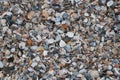 Sea coast. Seashells. Small waves. Sunny day. Best place for rest. Royalty Free Stock Photo