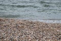 Sea coast. Seashells. Small waves. Sunny day. Best place for rest. Royalty Free Stock Photo