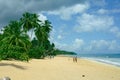 sea coast yellow sand waterfront palms jungle Royalty Free Stock Photo