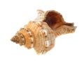 Sea cockleshell Royalty Free Stock Photo