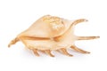 Sea cockleshell isolated on white background Royalty Free Stock Photo