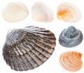 Sea Cockleshell Isolated On White Background Set Collage Collect Royalty Free Stock Photo