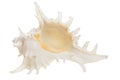 Sea cockleshell on a white background Royalty Free Stock Photo