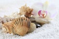 Sea cockleshells and orchid Royalty Free Stock Photo