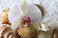 Sea cockleshells and orchid Royalty Free Stock Photo