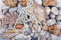 Sea cockleshells and pearls Royalty Free Stock Photo