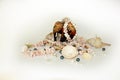 Sea cockleshells and pearls on a black background Royalty Free Stock Photo