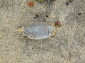 Sea Cockroach