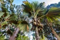 Sea coconut or Lodoicea maldivica Royalty Free Stock Photo