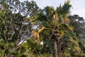 Sea coconut or Lodoicea maldivica Royalty Free Stock Photo