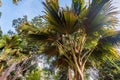 Sea coconut or Lodoicea maldivica