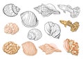 Sea collection. Original hand drawn colored illustration. Royalty Free Stock Photo