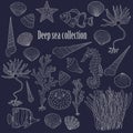 Sea collection: shells, starfish, seaweed, deep sea fish, seahorse