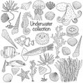 Sea collection: shells, starfish, seaweed, deep sea fish, seahorse