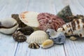 Sea-colored seashells lie on a wooden blue background. Marine theme. Travel concept. There is a place for text