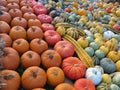 Sea of colorful diversified pumpkins