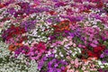 Sea of Colorful Impatiens