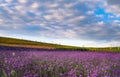 Lavender field in sunset