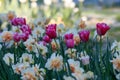 A sea of colorful tulips Royalty Free Stock Photo