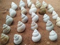 Sea conchs on sand. Summer beach background. Top view