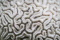 Sea coral close up looking like brain