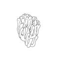 Sea coral hand drawn sketch illustrations of engraved line