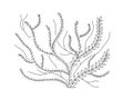 Sea coral hand drown coloring vector.