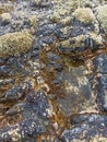 sea coral like fossils on the coast